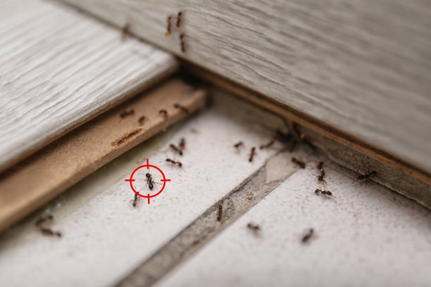 Wildlife Control Services in Monmouth Beach, NJ
