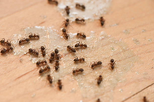Best Cockroach Control Services  in Monmouth Beach, NJ