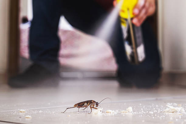 Best Local Pest Control Services  in Monmouth Beach, NJ